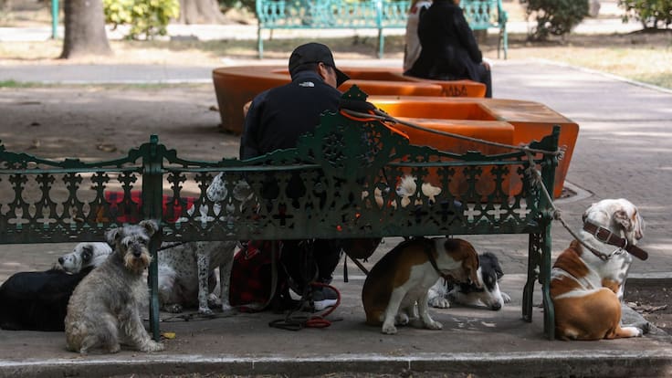 ¿Qué pasó en Parque España? Investigan posible envenenamiento de perros en CDMX