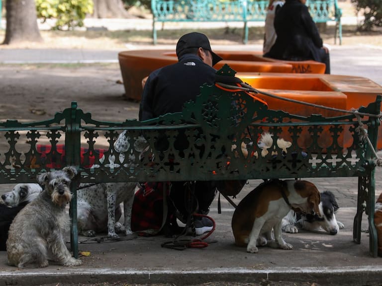 Alerta en la Condesa: hallan cebos sospechosos tras casos de perros intoxicados. Cuartoscuro