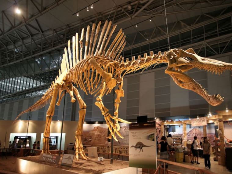 &#039;Así Sopitas&#039;: Estudio revela nuevo descubrimiento sobre los dinosaurios
