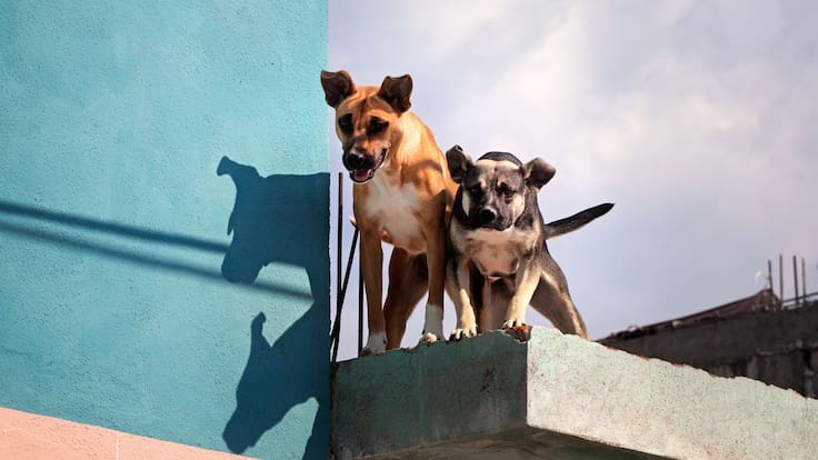 Registro de mascotas Edomex: Costo, requisitos y cómo tramitarlo este 2026