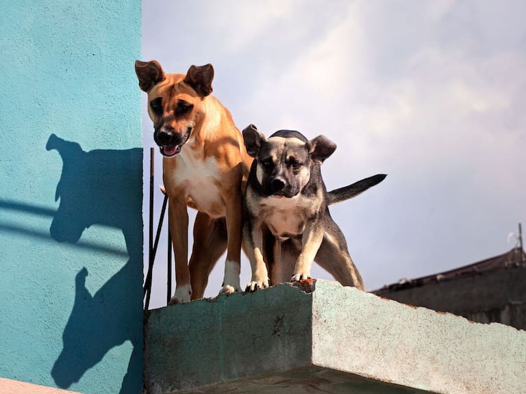Registrar a tu mascota en Edomex es obligatorio en 2026. Getty Images