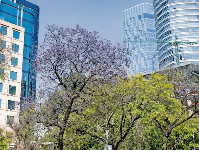 ¿Lloverá hoy en CDMX? Este es el pronóstico de lluvias para hoy y mañana