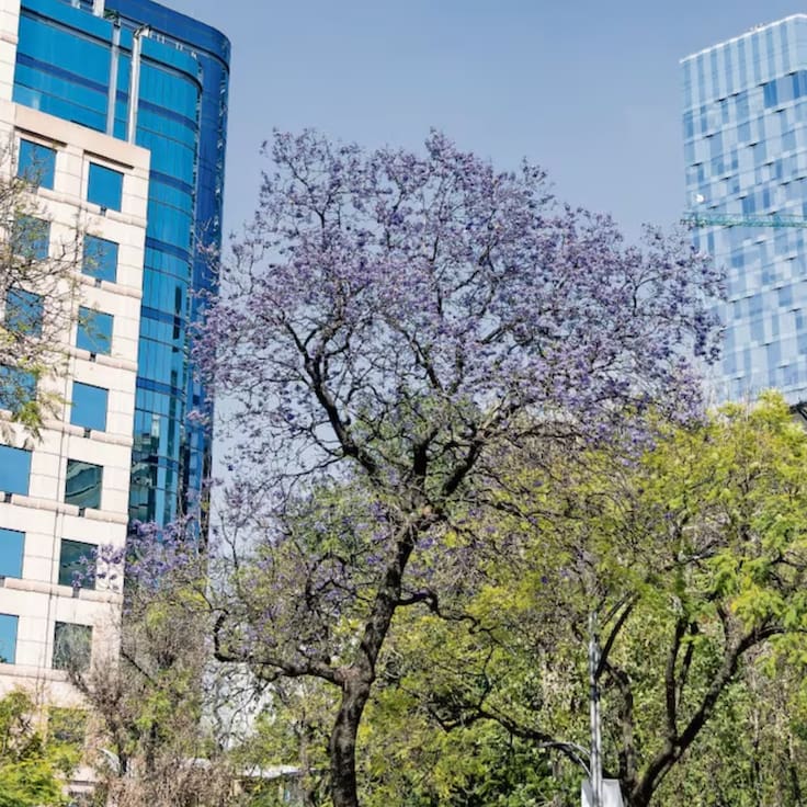 ¿Lloverá hoy en CDMX? Este es el pronóstico de lluvias para hoy y mañana