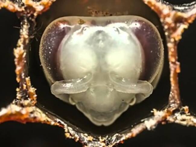Mira cómo es el nacimiento de una abeja obrera