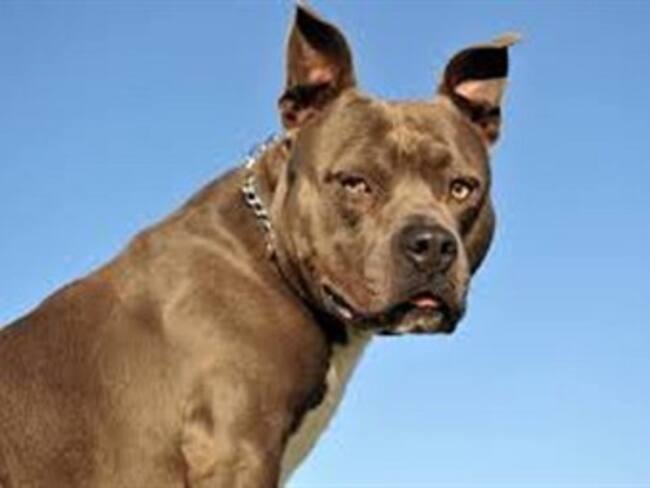 ​Perro de raza pitbull atacó a bebé de 2 meses en Dallas