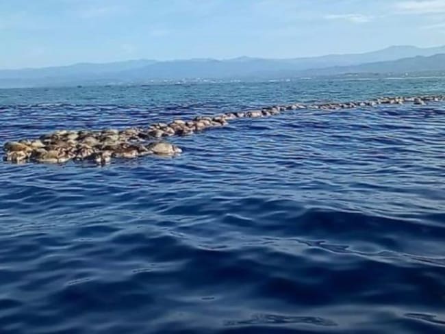 Mueren tortugas atrapadas en redes, en Oaxaca