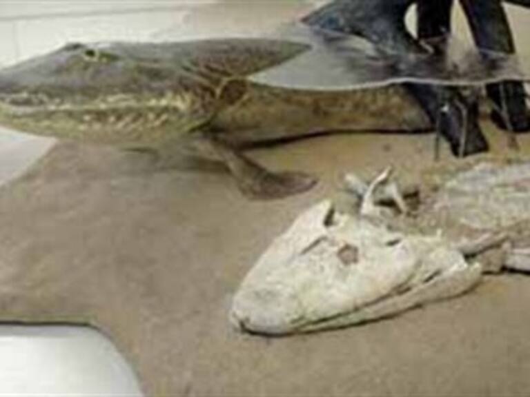 Hallan fósil de un tipo de 'foca de cuatro patas'