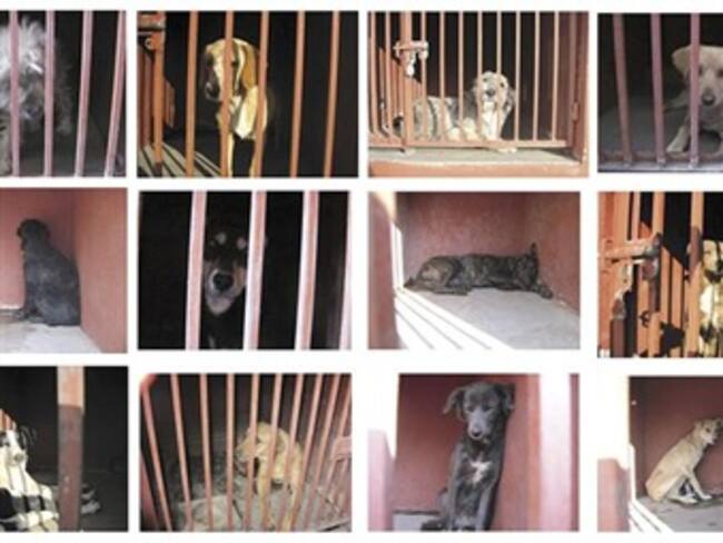 'En reserva por 7 años perros de Iztapalapa'