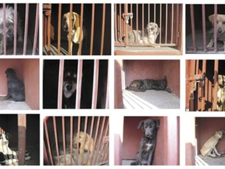 'En reserva por 7 años perros de Iztapalapa'