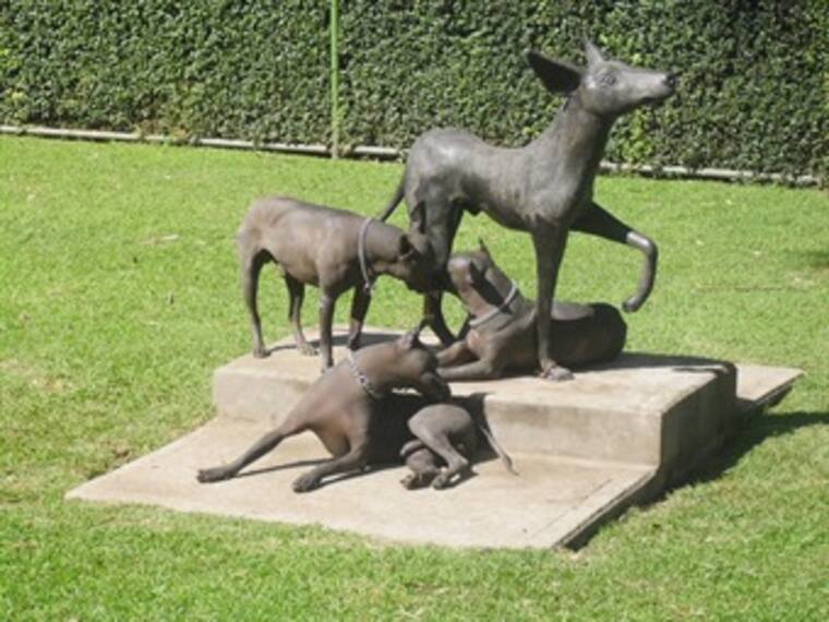 Exposiciones el el Museo Dolores Olmedo.Fernanda Quiroz,reportera