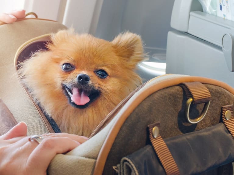 ¿Qué requisitos necesito para llevar a mi mascota en la cabina del avión?