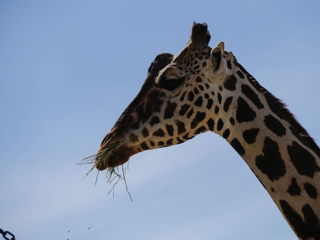 Optimistas de que la jirafa Benito sea trasladado a un santuario animal en Puebla: Activista