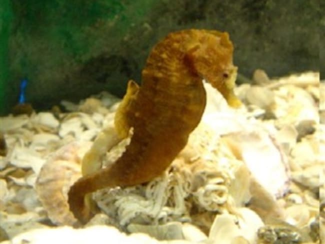 Decomisa Perú 25 mil caballitos de mar deshidratados con destino a Japón