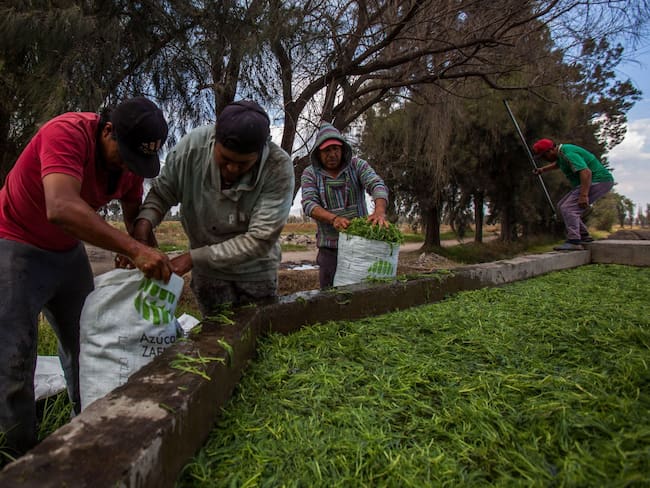 Lluvias afectan cultivos de romeritos