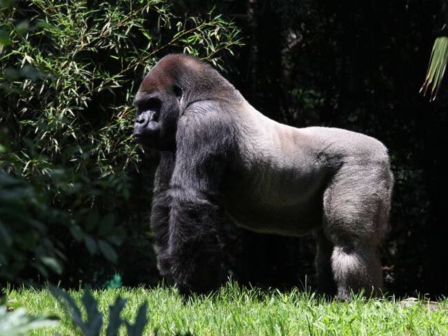 Muere el gorila Bantú en zoológico de Chapultepec