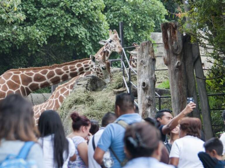“Los zoológicos son cárceles que deben desaparecer”: ex directora del Zoológico de Chapultepec
