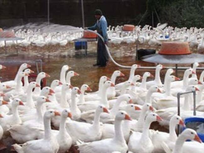 Muere otro afectado por la gripe aviar en China