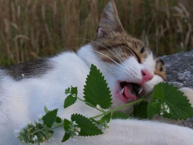Gatos ingieren marihuana de su dueño y así reaccionaron