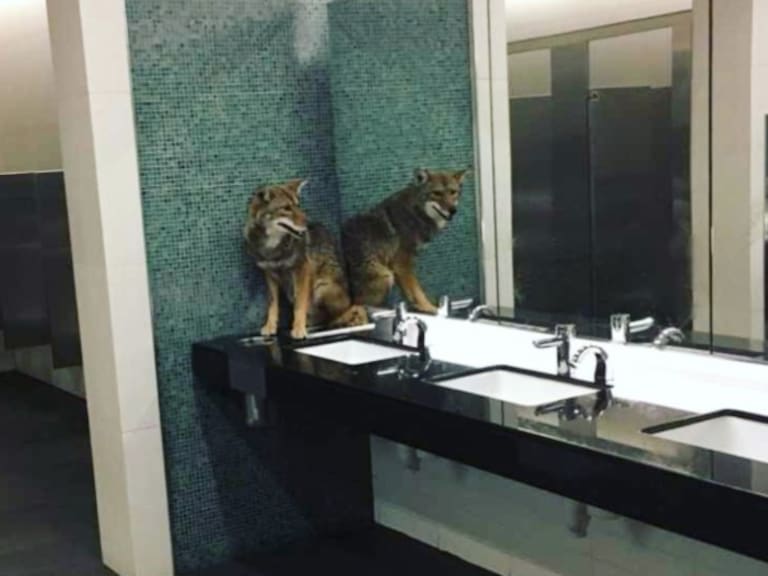 Coyote irrumpe en centro de convenciones y termina asustado en el baño