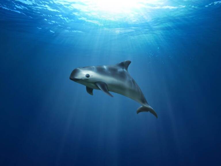 Población de vaquita marina se mantiene estable, reporta Semarnat