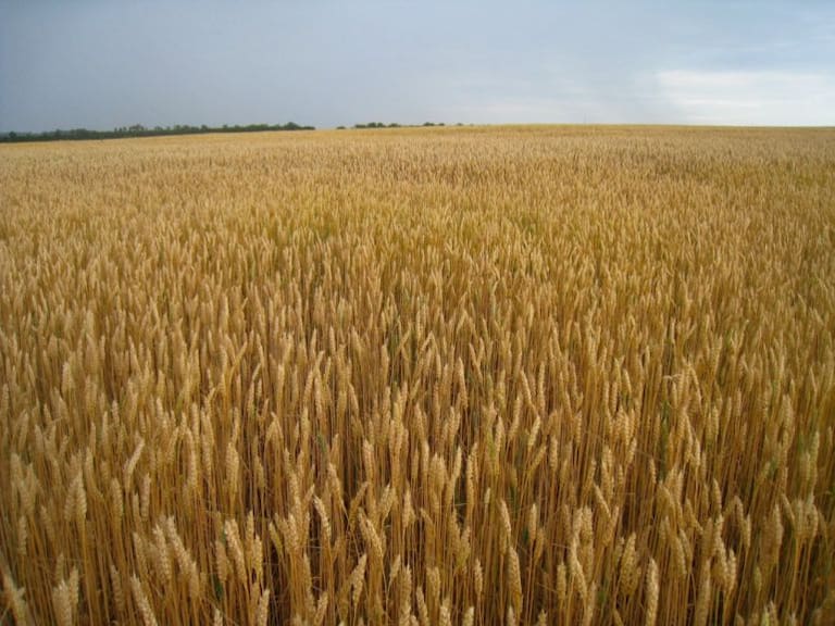 Productores de trigo analizan la posibilidad de dejar de sembrar