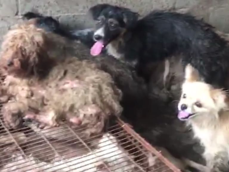 Logran salvar a 62 perritos que iban a perder la vida siendo cocinados