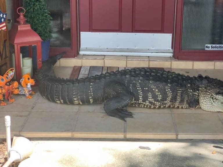 Una familia abre la puerta de su casa y se encuentra con un cocodrilo