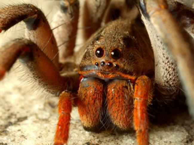 Publicación Algarabía niños 2.'Mitos y realidades' con Mónica Alfaro