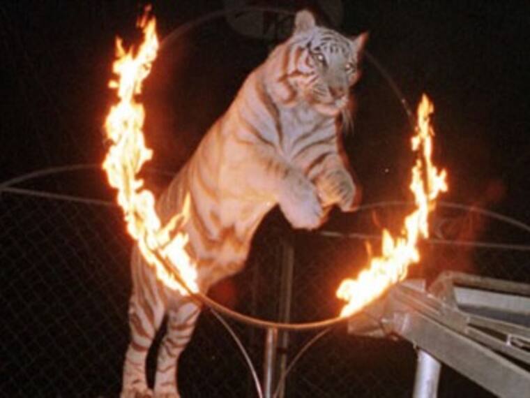 Prohibición de animales no humanos en el circo.'El reino animal' con Marielena Hoyo