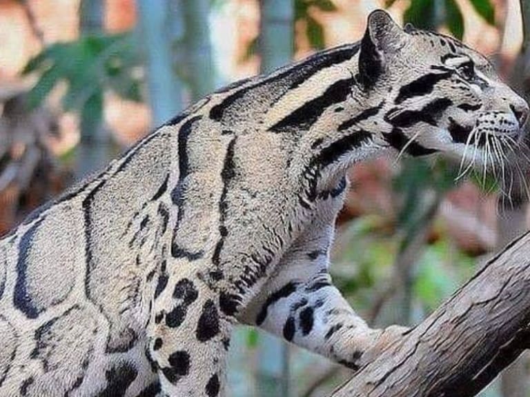 Esto si es de celebrar: reaparece leopardo nublado después de 30 años