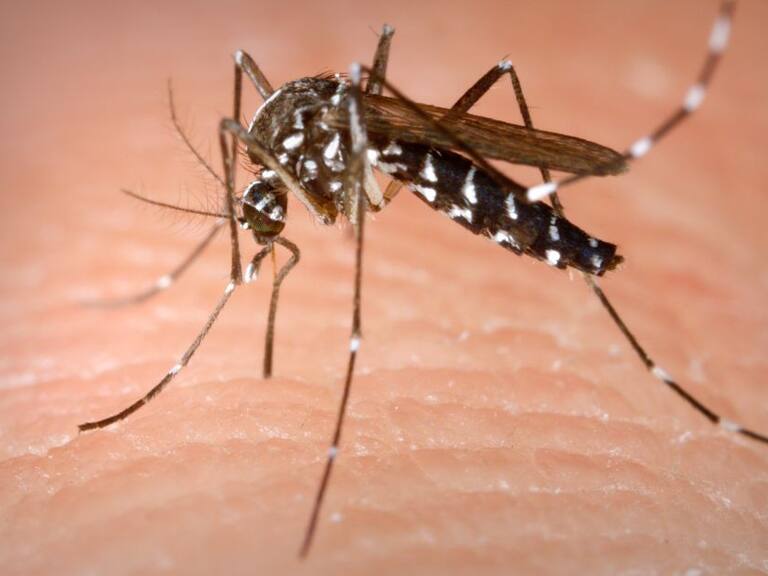 Dengue azota a Jalisco; van 1,200 casos y 2 decesos