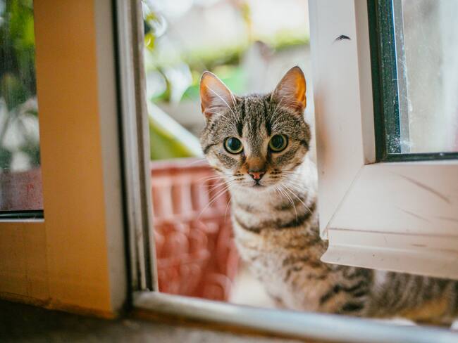 RUAC: SEDEMA desmiente fechas límite y multas por no registrar a tu mascota