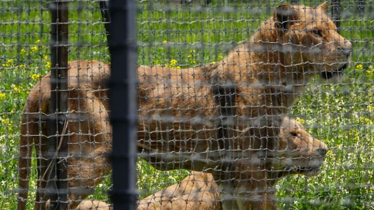 Se reanuda el traslado de felinos de la fundación Black Jaguar a zoológicos