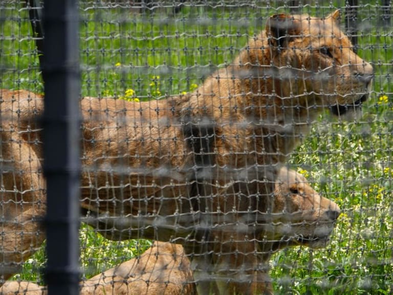 Se reanuda el traslado de felinos de la fundación Black Jaguar a zoológicos