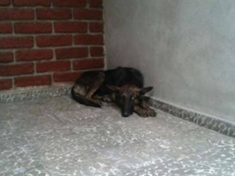 Una perra recorre 161 kilómetros para volver con su familia