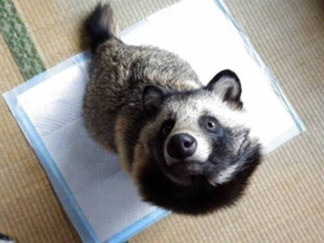 Tanuki, un perro-mapache, es la nueva sensación del Internet