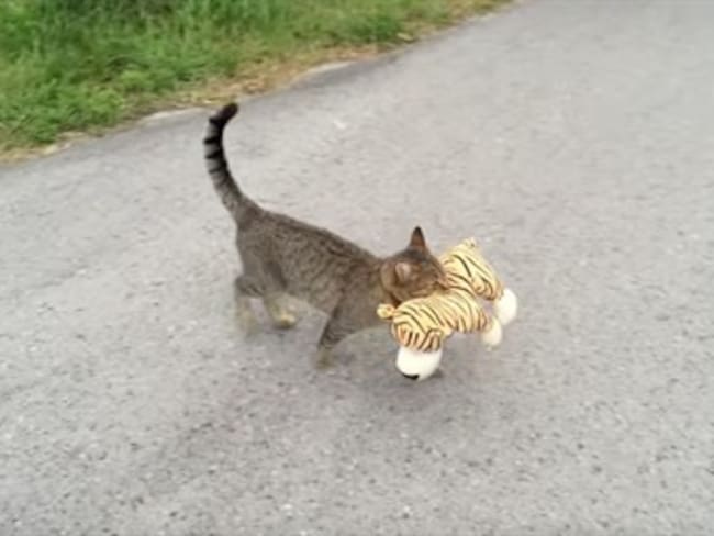 ¿Por qué este gato se robó un tigre de peluche?