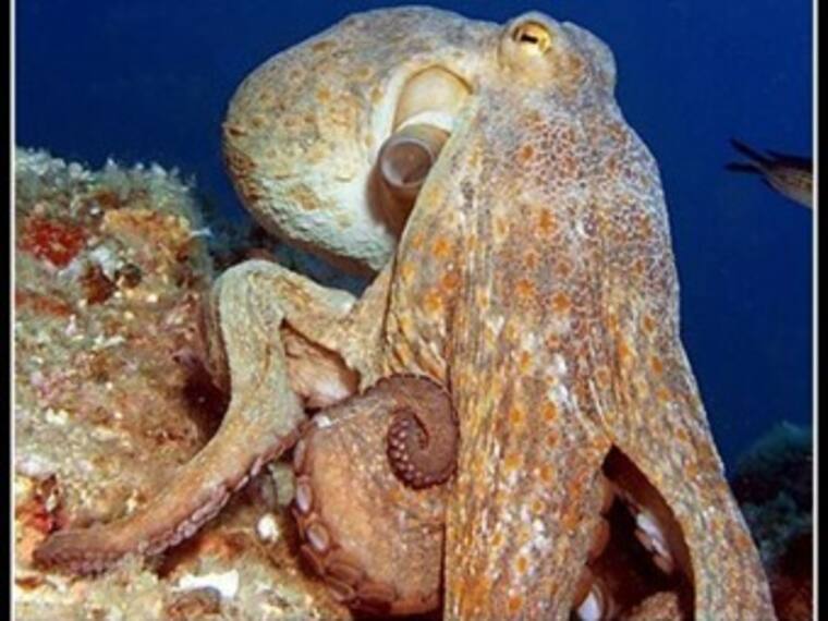 Diccionario de la Segunda Emisión: Cefalópodo