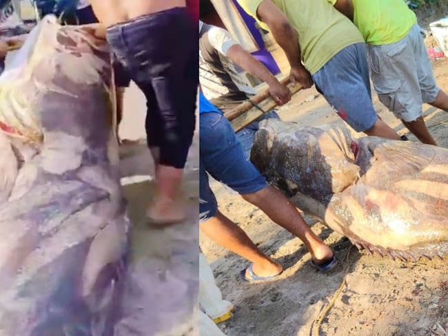 Pescadores atrapan a cherna de casi 300 kilos en Tabasco; 6 hombres tuvieron que sacarlo de una lancha | VIDEO