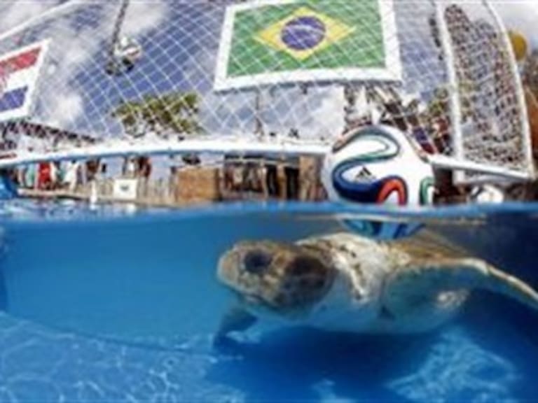 La tortuga &#039;Cabezona&#039; predice que Brasil ganará a Croacia