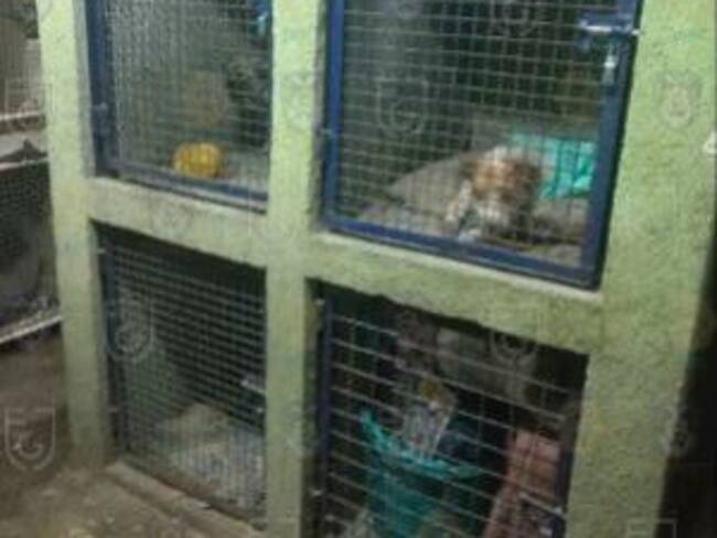 Animales rescatados en la Narvarte tienen signos de maltrato: FGJCDMX