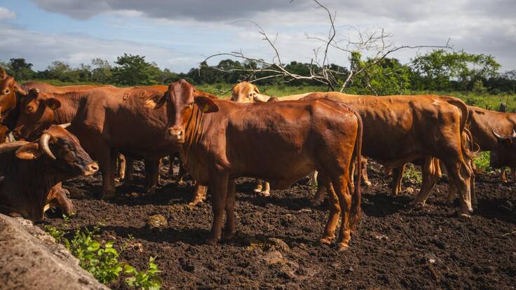 Yucatán mantiene bajo control el gusano barrenador con un 90% de recuperación y sin sacrificio de animales: Gobernador Joaquín Díaz Mena