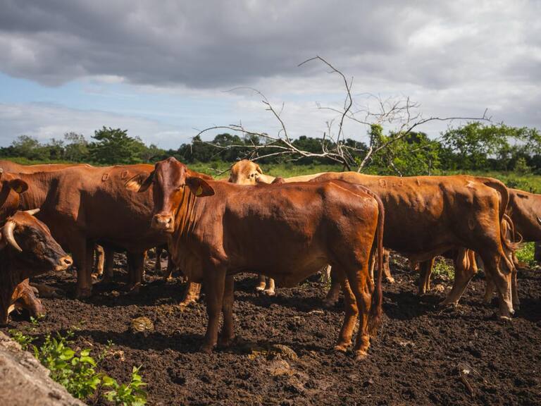 Yucatán mantiene bajo control el gusano barrenador con un 90% de recuperación y sin sacrificio de animales: Gobernador Joaquín Díaz Mena