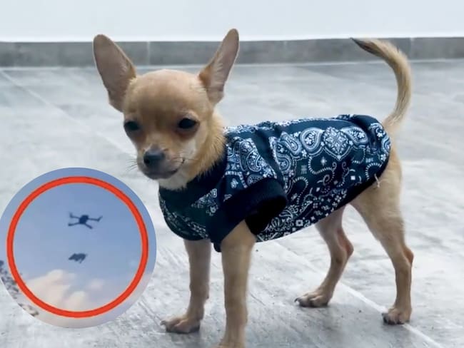 Resguardan a ‘Osito’, chihuahua amarrado a dron en Xul-Ha, Quintana Roo; dueño compareció ante MP | VIDEO