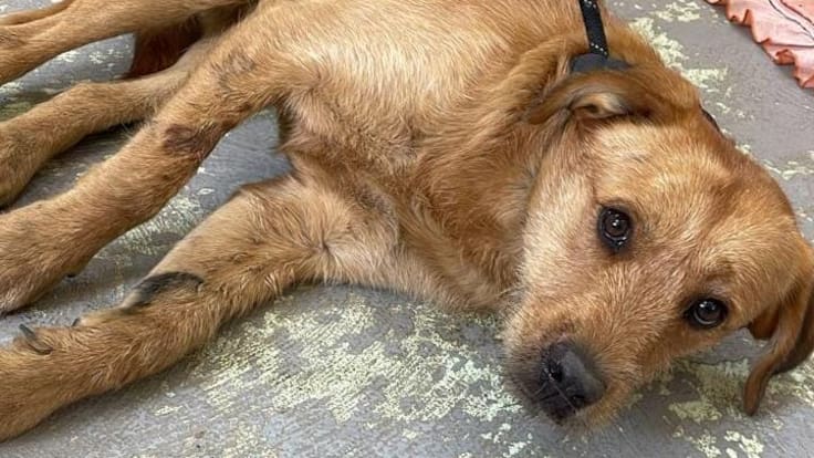 Pierde la vida perro arrollado en la Línea 12 del Metro