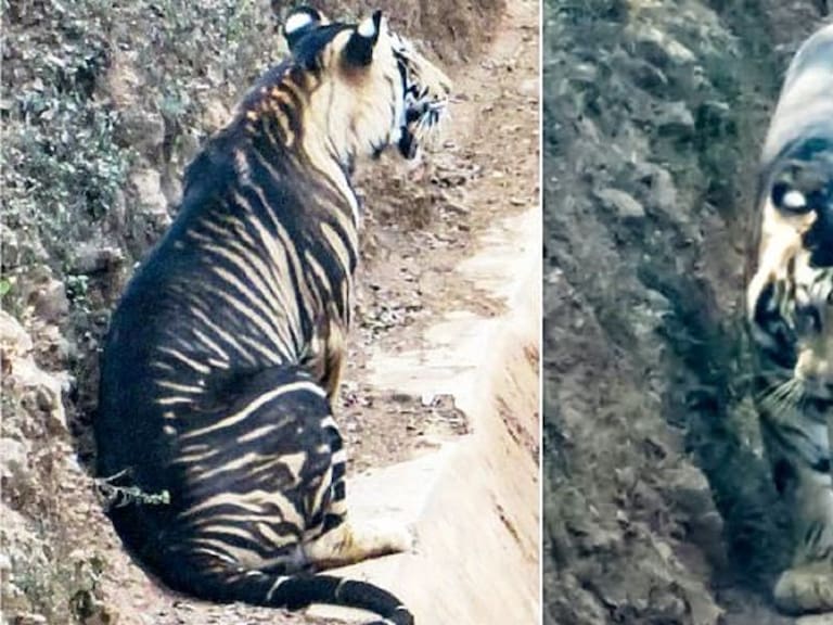 El tigre negro existe, fotógrafo capta a uno de los que quedan en el mundo