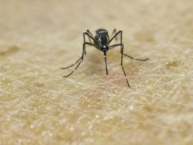 Se recomienda a embarazadas no viajar a Río de Janeiro por virus del Zika