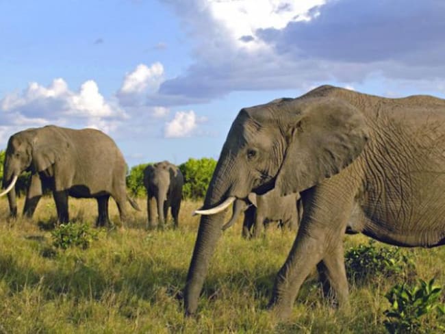 Cacería de elefantes en Kenia, un reportaje de Karla Iberia Sánchez