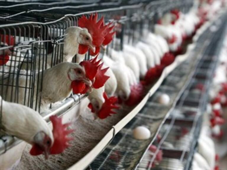 No afectará precios de huevo gripe aviar de Aguascalientes: SE