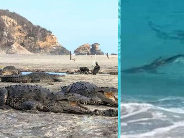 Las playas fueron tomadas por animales ante la ausencia de personas